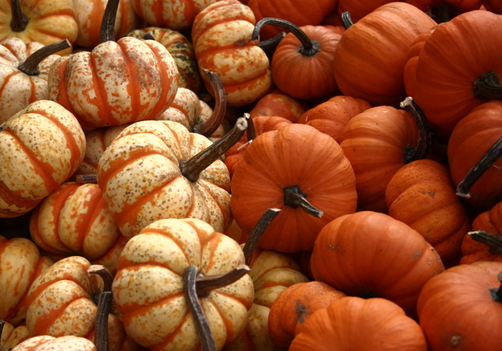 Pumpkins. October New Brief